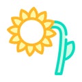 Sunflower plant color icon vector symbol illustration