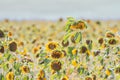 Sunflower plant in the fall wilting. Hot weather