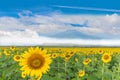 Sunflower plant field with the beautiful blue sky cloud and Thailand fuji mountain background Royalty Free Stock Photo