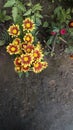 Sunflower plant garden beautiful asoume beautiful Royalty Free Stock Photo
