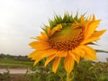 Sunflower Plant Grow In Field Background. Beautiful Sunflower In Bloom Closeup. Tropical Flower Blossom On Blue Sky Backgrounds