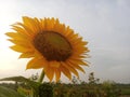 Sunflower Plant Grow In Field Background. Beautiful Sunflower In Bloom Closeup. Tropical Flower Blossom On Blue Sky Backgrounds.