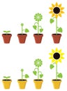 Sunflower plant growth stages, vector Royalty Free Stock Photo