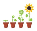 Sunflower plant growth stages concept, vector Royalty Free Stock Photo
