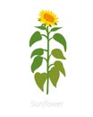 Sunflower plant. Helianthus annuus. Agriculture cultivated plant. Green leaves. Flat vector color Illustration clipart