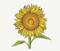 Sunflower plant, illustration of a in an engraving style.