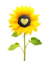 Sunflower plant isolated