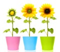 Sunflower plant isolated