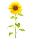 Sunflower plant isolated Royalty Free Stock Photo