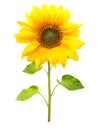 Sunflower plant isolated Royalty Free Stock Photo