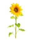 Sunflower plant isolated Royalty Free Stock Photo