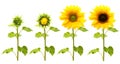 Sunflower plant isolated Royalty Free Stock Photo