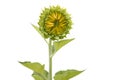 Sunflower plant isolated on white background. sunflower6 Royalty Free Stock Photo