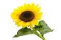Sunflower plant isolated Royalty Free Stock Photo