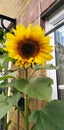 Sunflower plant opening Royalty Free Stock Photo