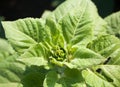 Sunflower plant opening Royalty Free Stock Photo