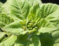 Sunflower plant opening Royalty Free Stock Photo