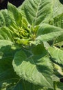 Sunflower plant opening Royalty Free Stock Photo