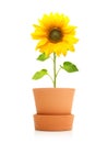 Sunflower plant in pot isolated