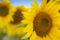 Sunflower plantage. Sunflower oil can be used to run diesel engines when mixed with diesel in the tank.