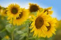 Sunflower plantage. Sunflower oil can be used to run diesel engines when mixed with diesel in the tank.