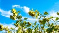 Sunflower plantation,beautiful photos with a sunflower plant, growing seeds for olive oil.Sun flower.