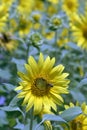 Sunflower plantation with bee on flower foreground