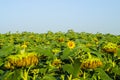 Sunflower plantation field