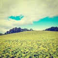 Sunflower Plantation