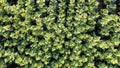 Sunflower plantation growing in an ecology and organic farmland at floral field. Oil botanical production on a rural ground.