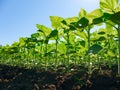 Sunflower plantation rows