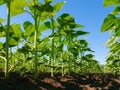 Sunflower plantation rows