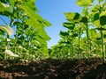 Sunflower plantation rows