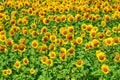 Sunflower plantation on a summer day