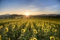 Sunflower plantation at sunrise with gigantic field in Nakhon Ratchasima Royalty Free Stock Photo