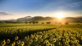 Sunflower plantation at sunrise with gigantic field in Nakhon Ratchasima Royalty Free Stock Photo