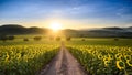 Sunflower plantation at sunrise with gigantic field in Nakhon Ratchasima Royalty Free Stock Photo