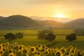 Sunflower plantation at sunrise Royalty Free Stock Photo