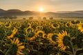 Sunflower plantation at sunrise Royalty Free Stock Photo