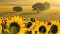 Sunflower plantation at sunrise Royalty Free Stock Photo