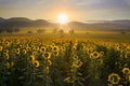 Sunflower plantation at sunrise