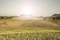 Sunflower plantation in Tuscany at sunrise. Royalty Free Stock Photo