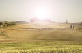 Sunflower plantation in Tuscany at sunrise. Royalty Free Stock Photo