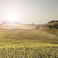 Sunflower plantation in Tuscany at sunrise. Royalty Free Stock Photo