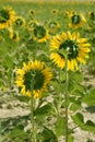 Sunflower plantation vibrant yellow flowers