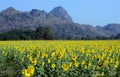 Sunflower field with mountain Saraburi Thailand