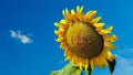 Sunflower plants on blue sky background Royalty Free Stock Photo