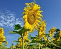 Sunflower plants growing on field, Closeup yellow sunflower crop growing on the field in summer with white cloud and blue sky. Royalty Free Stock Photo