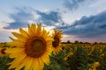 Sunflower plants in rural field, profiled on sunset sky with warm colours Royalty Free Stock Photo