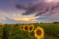 Sunflower plants in rural field, profiled on sunset sky with warm colours Royalty Free Stock Photo